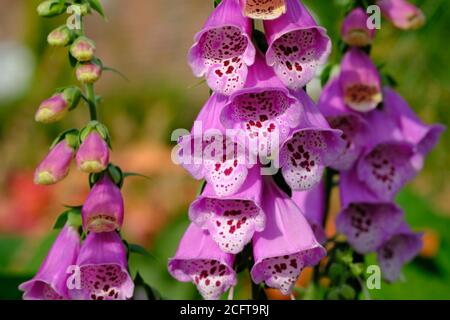 Schöne Blüten eines gewöhnlichen Fuchshandschuhs (Digitalis purpurea) in einem Glebe-Garten, Ottawa, Ontario, Kanada. Stockfoto