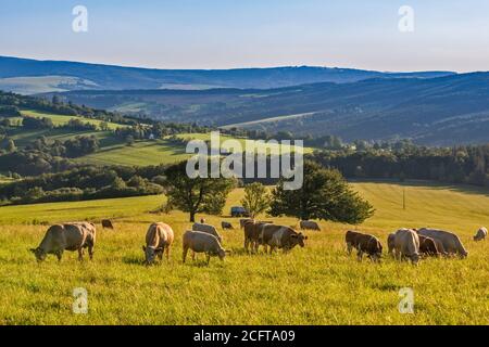 Rinder in den Weißen Karpaten, in der Nähe des Dorfes Lopenik, Zlin Region, Slovacko (Mährische Slowakei), Tschechische Republik Stockfoto