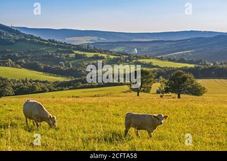 Rinder in den Weißen Karpaten, in der Nähe des Dorfes Lopenik, Zlin Region, Slovacko (Mährische Slowakei), Tschechische Republik Stockfoto