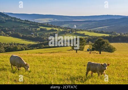 Rinder in den Weißen Karpaten, in der Nähe des Dorfes Lopenik, Zlin Region, Slovacko (Mährische Slowakei), Tschechische Republik Stockfoto