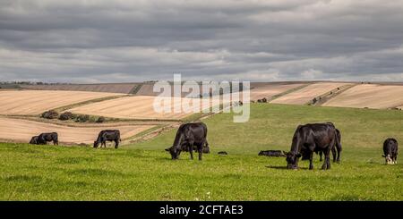 Sussex Cattle, Cissbury Ring Stockfoto