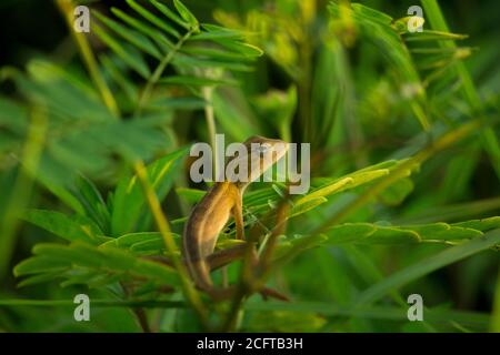 Die Scincella reevesii ruhen auf dem Blatt Stockfoto