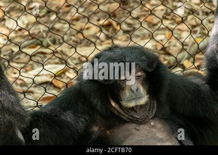 Große Gorilla sitzt von Chain Fense in einem Tag Stockfoto