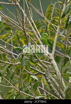 Plain Sittich (Brotogeris tirica) zwei Erwachsene thront im Baum REGUA, Atlantic Rainforest, Brasilien Juli Stockfoto