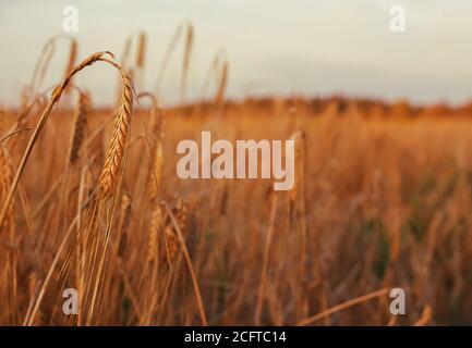 Gelber Roggen oder Weizenspitzen auf dem Feld, Herbsternte Stockfoto