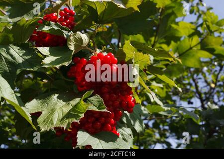 Ein Bündel von Viburnum Beeren hängen an einem Baum Stockfoto