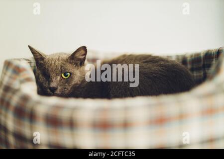 Schwarze Katze ohne Auge. Auf der Couch liegend. Stockfoto