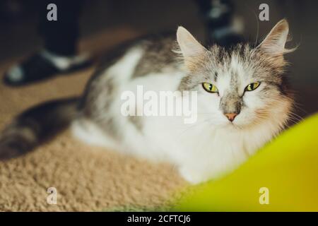 dreifarbige gefleckte Kätzchen, die auf einem Pelzteppich für Katzen sitzen. Stockfoto