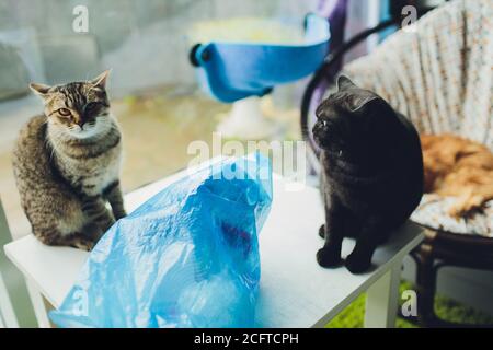 Zwei niedliche Hauskatzen mit kurzen Haaren grau und schwarz. Sitzen auf einem Tisch mit einer Plastiktüte Stockfoto