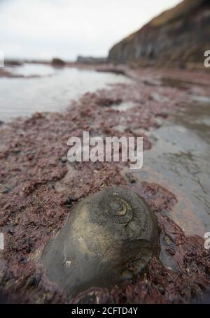 Ammonit-Fossil im Grundgestein bei Sandend, nördlich von Whitby, North Yorkshire. Einer der besten Orte an der Ostküste, um Fossilienjagd zu gehen. Stockfoto