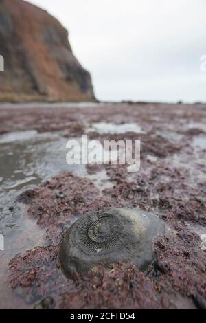 Ammonit-Fossil im Grundgestein bei Sandend, nördlich von Whitby, North Yorkshire. Einer der besten Orte an der Ostküste, um Fossilienjagd zu gehen. Stockfoto