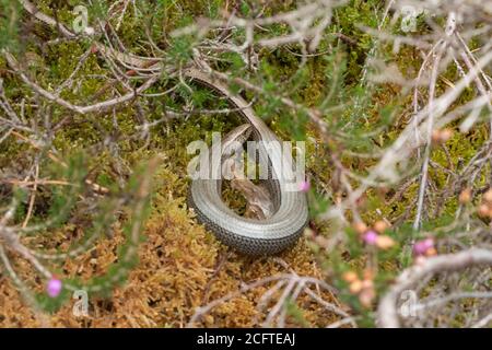 Gravider (schwangerer) langsamer Wurm (Anguis frailis), Großbritannien Stockfoto