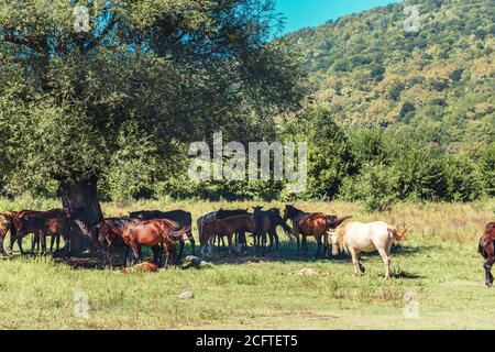 Eine Herde Pferde grast auf einer Wiese, im Schatten eines Baumes, auf einer freien Weide. Stockfoto