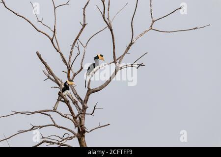 Große Hornbill Vögel ruhen auf toten Baum Stockfoto