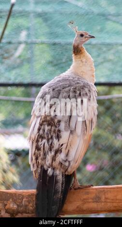 Black Winged Peafowl Pose für ein schönes Foto. Stockfoto