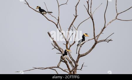 Große Hornbill Vögel ruhen auf einem toten Baum Stockfoto