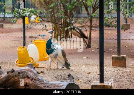 Pied Peacock, Majestic blau und weiß Pfau Hals hoch wachsam für die Umgebung Stockfoto