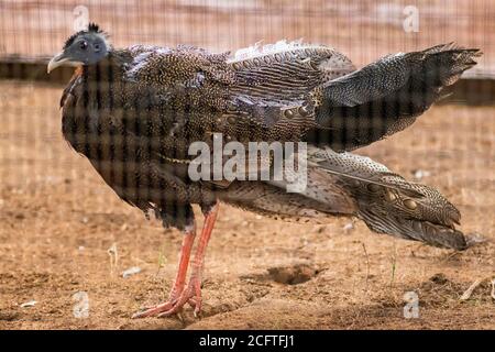 Großer Argus-Fasan-Vogel, der still steht und beobachtet Stockfoto
