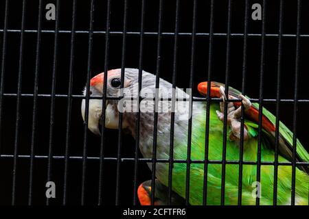 Senegal Papagei silbernen Hals suchen neugierig hängen in Käfig Netz Nahaufnahme Stockfoto