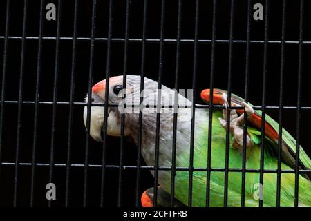 Senegal Papagei silbernen Hals suchen neugierig hängen in Käfig Netz Stockfoto