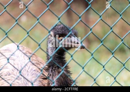 Close-Up-Foto mit Käfig-Emu-Vogelperspektive Stockfoto