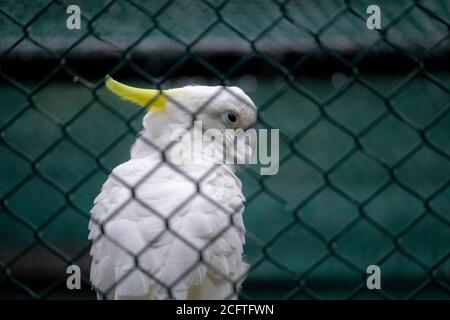 Schwefel Crested Cockatoo wachsame Augen aus der Nähe Stockfoto