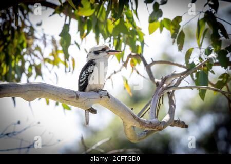 Ein Kookaburra Vogel, der auf einem Ast in einem Baum sitzt In der Sonne im regionalen Australien Stockfoto