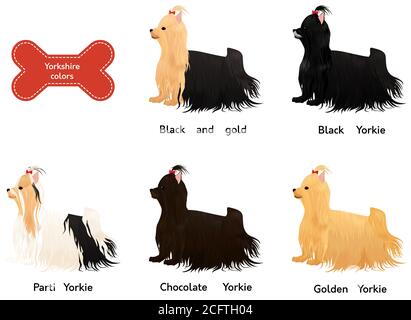 Set von verschiedenen Farben Yorkshire Terrier Hund isoliert auf weiß. Cartoon yorkie mit roten Bogen Vektor-Illustration Stock Vektor