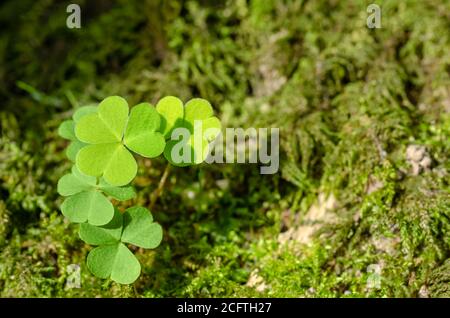 Gemeiner Waldschnäuzer, der an einem sonnigen Sommertag auf einem moosigen Waldboden wächst. Oxalis acetosella, manchmal auch als ein Kleeblatt bezeichnet und als Geschenk gegeben. Stockfoto