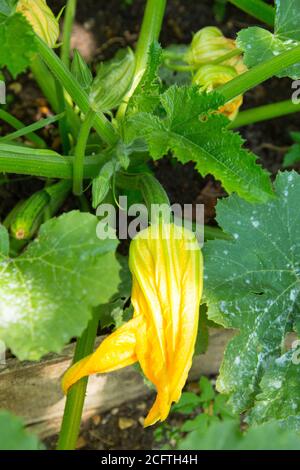Zucchini Plants, Medstead, Hampshire, England, Vereinigtes Königreich. Stockfoto