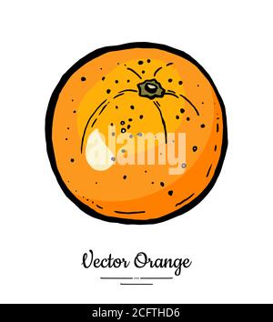 Orangefarbener Vektor isoliert. Ganze Orange, Mandarine, Mandarine, Grapefruit. Obst von Hand gezeichnet. Logo für süße saure Zitrusfrüchte Stock Vektor