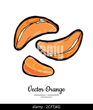 Mandarin halbrunde Scheiben. Orangen Vektor isoliert. Frucht Mandarine von Hand gezeichnet. Süße Mandarine Zitrusfrüchte vegetarisches Logo Stock Vektor