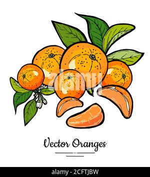 Orangen setzen Vektor isoliert. Ganze orange Mandarine, Scheiben, Blüten Blätter. Obstsammlung handgezeichnetes Set Citrus Essen Stock Vektor