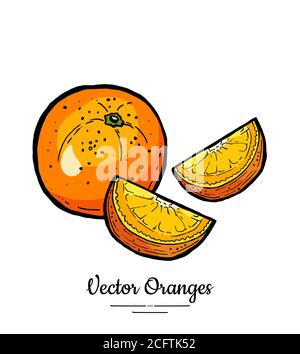 Orangen setzen Vektor isoliert. Ganze Orange geschnitten, halbrunde Scheiben gehackt. Obst von Hand gezeichnet. Süße Zitrusfrüchte vegetarisch Stock Vektor