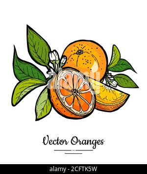Orangen setzen Vektor isoliert. Ganze Hälfte geschnitten gehackte orange Scheibe Blüten Blätter. Fruit Citrus Collection handgezeichnetes Set Stock Vektor