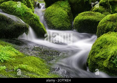 Detail von schönen Wasserfällen zwischen grünen moosigen Felsen, aufgenommen in einem Fluss in Charlevoix, Quebec Stockfoto