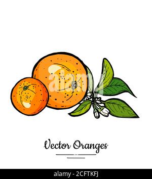 Orangen setzen Vektor isoliert. Ganze orange Mandarine, Scheiben, Blüten Blätter. Obstsammlung handgezeichnetes Set Citrus Essen Stock Vektor