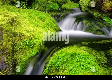Detail von schönen Wasserfällen zwischen grünen moosigen Felsen, aufgenommen in einem Fluss in Charlevoix, Quebec Stockfoto