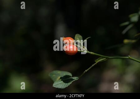 Große reife Hagebuttenbeeren in einem Wald. Rote Beeren. Stockfoto