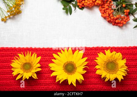 Wunderschön dekoriertes Stillleben, rotes Layout, warmer Schal, gelbe Blumen, Sonnenblumen, Bergasche. Auf weißem Hintergrund .concept, hallo Herbst. Hochwertige Fotos Stockfoto