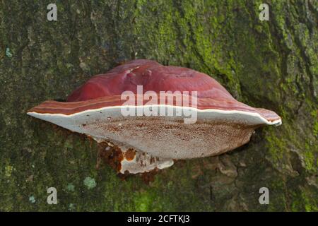 Schöner rotbrauner Fruchtkörper von Ganoderma lucidum auf einer Eiche Baum Stockfoto