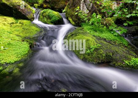Detail von schönen Wasserfällen zwischen grünen moosigen Felsen, aufgenommen in einem Fluss in Charlevoix, Quebec Stockfoto