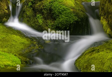 Detail von schönen Wasserfällen zwischen grünen moosigen Felsen, aufgenommen in einem Fluss in Charlevoix, Quebec Stockfoto