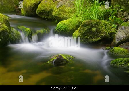 Detail von schönen Wasserfällen zwischen grünen moosigen Felsen, aufgenommen in einem Fluss in Charlevoix, Quebec Stockfoto