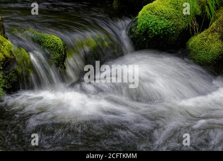 Detail von schönen Wasserfällen zwischen grünen moosigen Felsen, aufgenommen in einem Fluss in Charlevoix, Quebec Stockfoto