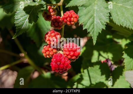 Wilde Himbeeren, die auf dem Zweig in den Wäldern wachsen.gesunde und vitamine Nahrung Stockfoto