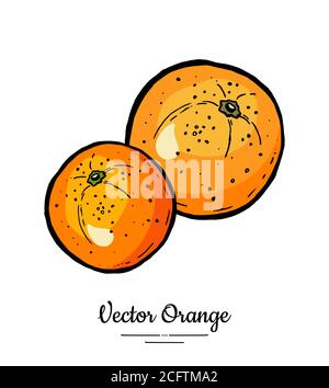 Orangen Vektor isoliert. Ganze Orange, Mandarine, Mandarine, Grapefruit. Obstsammlung von Hand gezeichnet. Süße Zitrusfrüchte Stock Vektor