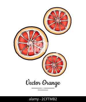 Grapefruit Orangen Set Vektor isoliert. Ganze orange rot rosa geschnitten gehackte runde Scheiben. Obst von Hand gezeichnet. Zitrusfrüchte Stock Vektor