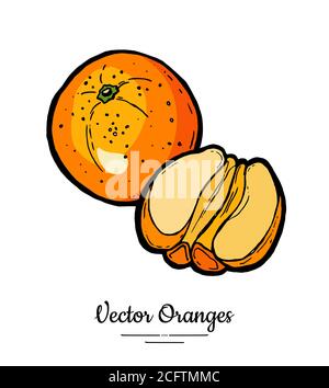 Orangefarbener Set-Vektor isoliert. Ganze Hälfte geschält geschnitten Orangen. Obstsammlung handgezeichnetes Set. Vegetarisches Logo für Zitrusfrüchte Stock Vektor