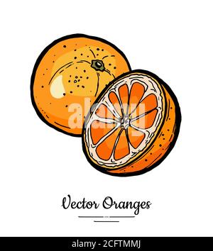 Orangen setzen Vektor isoliert. Ganze, halb geschnitten gehackte Orange, Scheiben. Handgezeichnetes Obstset. Vegetarisches Logo für Zitrusfrüchte Stock Vektor